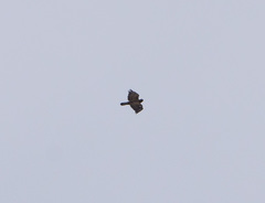 Buteo hemilasius