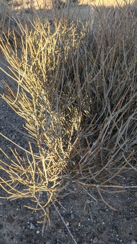 Nevada jointfir (Ephedra nevadensis)