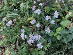 Aster microcephalus