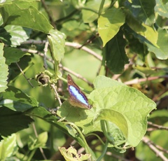 Doxocopa laurentia cherubina