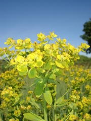 Euphorbia lucida