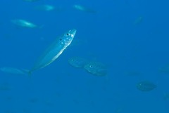 Trachurus