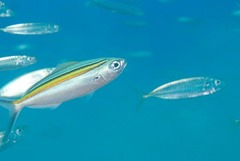 Caesio xanthalytos