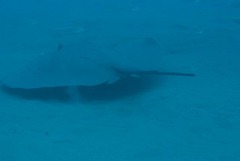 Pateobatis jenkinsii