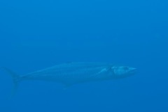 Scomberomorus commerson