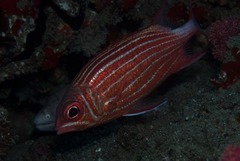 Sargocentron diadema