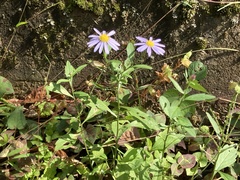 Aster microcephalus