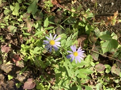 Aster microcephalus
