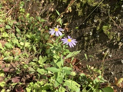 Aster microcephalus