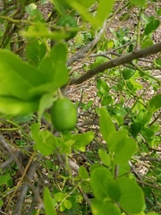 Citrus × latifolia