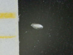 Miliolidae