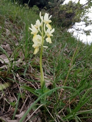 Orchis pauciflora