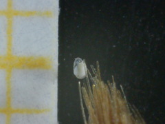 Miliolidae