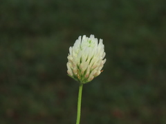 Trifolium alexandrinum