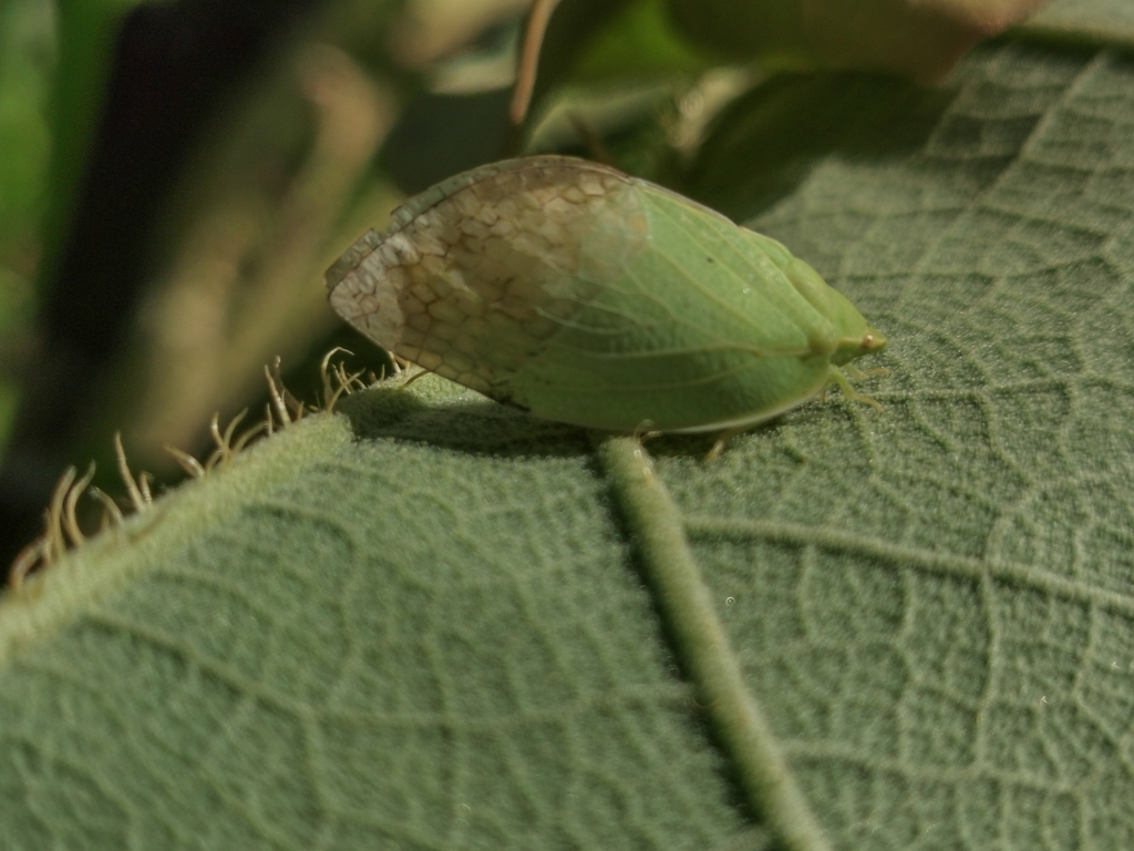 Hemidictyini