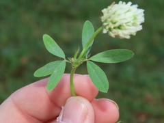 Trifolium alexandrinum