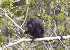 Alouatta belzebul