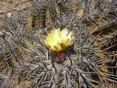 Copiapoa echinoides