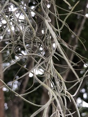 Tillandsia usneoides