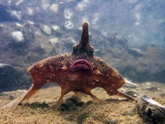 Ogcocephalus vespertilio