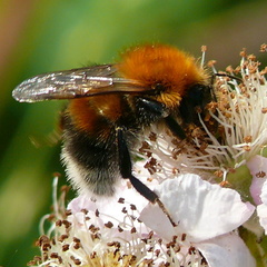 Bombus hypnorum