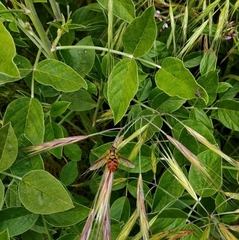 Chrysotoxum triarcuatum