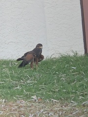 Parabuteo unicinctus