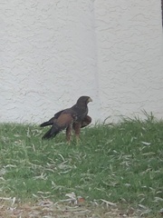 Parabuteo unicinctus