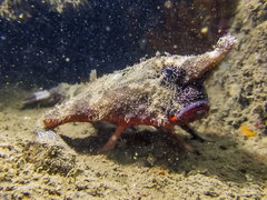 Ogcocephalus vespertilio