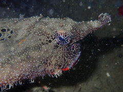 Ogcocephalus vespertilio