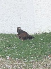 Parabuteo unicinctus