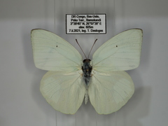 Catopsilia florella