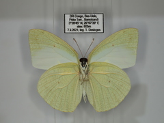 Catopsilia florella