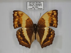 Harma theobene superna