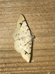 Frederickia flaviterminata