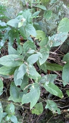 Achyranthes japonica