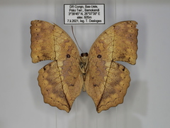 Harma theobene superna