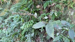 Achyranthes japonica