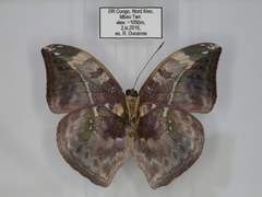 Bebearia sophus aruunda