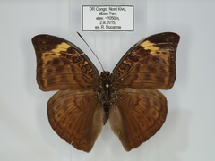 Bebearia sophus aruunda