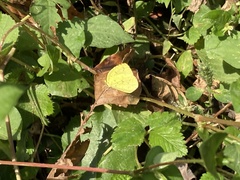 Eurema