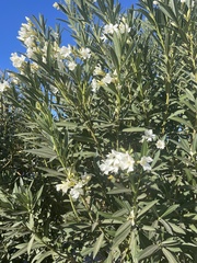 Nerium oleander