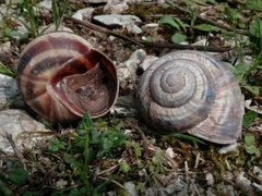 Helix straminea