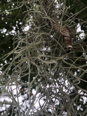 Tillandsia usneoides