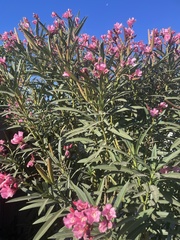Nerium oleander