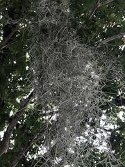 Tillandsia usneoides