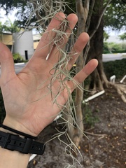 Tillandsia usneoides