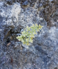 Anogramma leptophylla