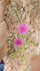 Mimosa quadrivalvis