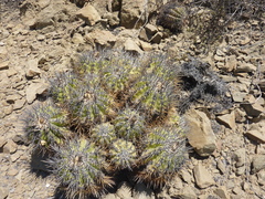 Copiapoa echinoides